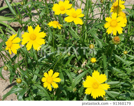 Red Yellow Rudbeckia flower Red Yellow Rudbeckia flower 91368179