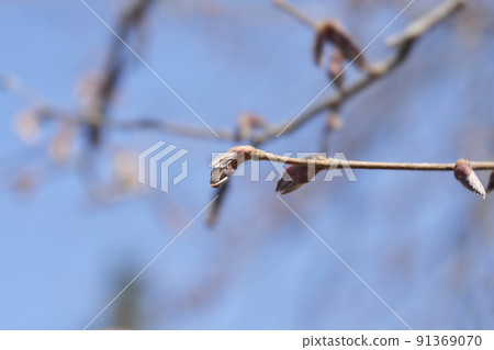 Common hazel 91369070