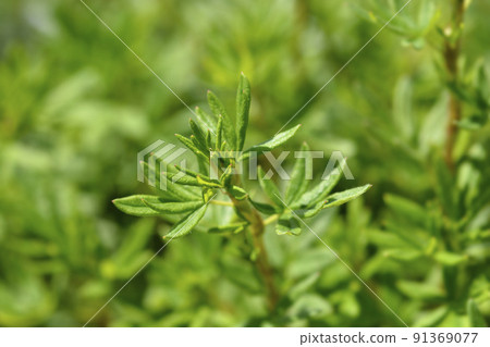 Shrubby Cinquefoil Goldfinger Shrubby Cinquefoil Goldfinger 91369077
