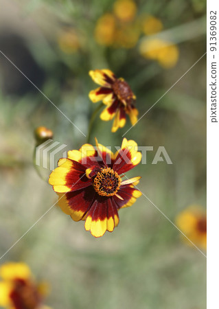 Plains tickseed 91369082