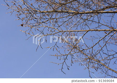 Pyramid hornbeam Pyramid hornbeam 91369084