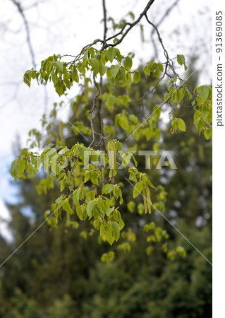European hop hornbeam 91369085