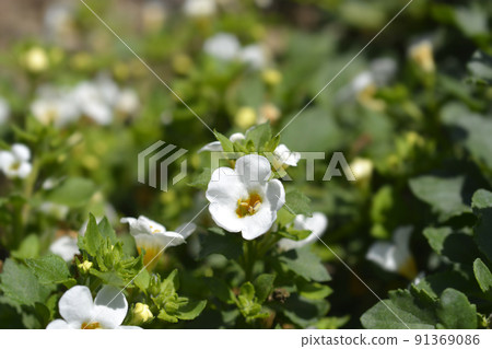 Ornamental bacopa Ornamental bacopa 91369086
