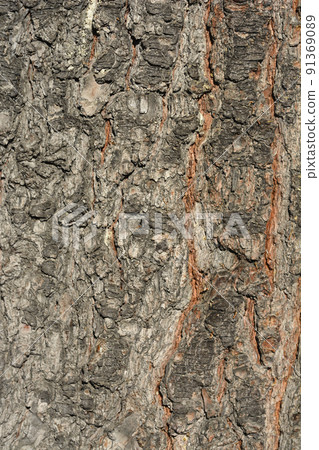 Eastern white pine 91369089