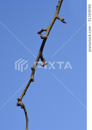 Hawthorn branch 91369090
