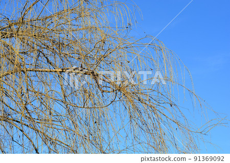 Golden Weeping Willow Golden Weeping Willow 91369092
