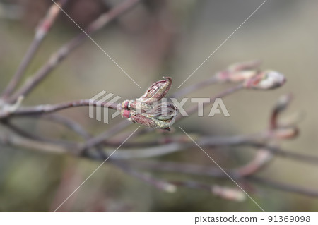 Japanese Maple Garnet Japanese Maple Garnet 91369098