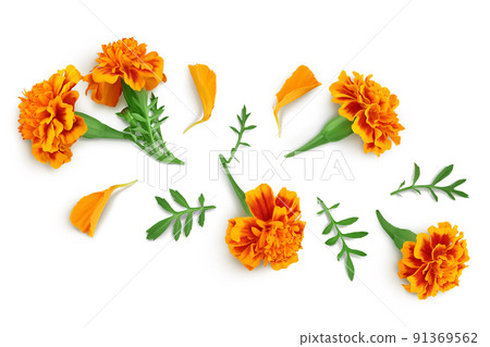 fresh marigold or tagetes erecta flower isolated on white background with full depth of field. Top view. Flat lay fresh marigold or tagetes erecta flower isolated on white background with full depth of field. Top view. Flat lay 91369562