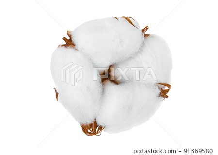 Cotton plant flower isolated on white background with full depth of field 91369580