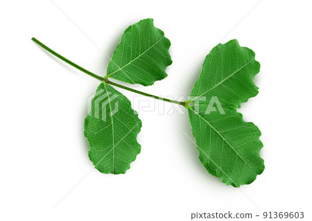 Fresh carob leaves isolated on white background. Top view. Flat lay Fresh carob leaves isolated on white background. Top view. Flat lay 91369603