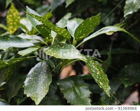 Aoki (Filiaoki natural texture) Aoki (Filiaoki natural texture) 91369968