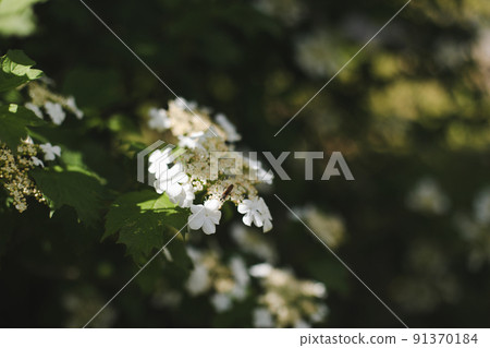 Flowering blossoming viburnum. Decorative shrub. Nature background 91370184
