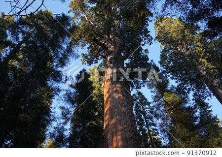 Sequoia National Park, California Sequoia Trees Sequoia National Park, California Sequoia Trees 91370912
