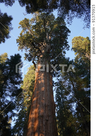 Sequoia National Park Giant Sequoia Tree Sequoia National Park Giant Sequoia Tree 91370915