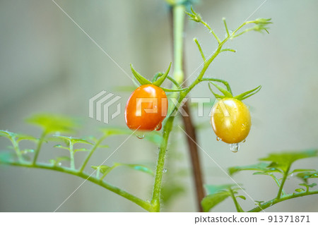 家庭花園收穫花園迷你番茄種植小番茄紅色農場出租農場旅遊農場樹苗 91371871