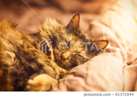 Fluffy tortoiseshell cat sleeping sweetly on the bed. Soft focus. Closeup photo Fluffy tortoiseshell cat sleeping sweetly on the bed. Soft focus. Closeup photo 91372044