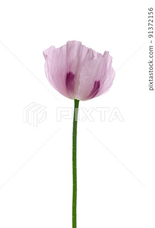 Poppy flower isolated on white background. Single pink opium poppy. Papaver somniferum. Clipping path. 91372156