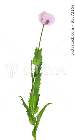 Poppy flower isolated on white background. Single pink opium poppy. Papaver somniferum. Clipping path. 91372158