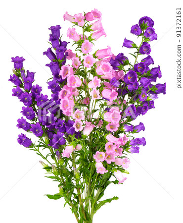 Campanula medium flowers isolated on white background. Bouquet of Canterbury bells or bell flower. 91372161