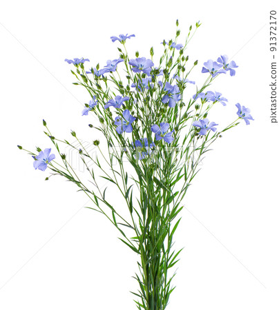 Flax flowers isolated on white background. Bouquet of blue common flax, linseed or linum usitatissimum. 91372170