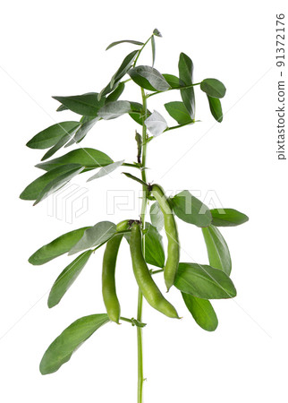 Green bush of broad beans, isolated on white background. Fava beans. Green bush of broad beans, isolated on white background. Fava beans. 91372176
