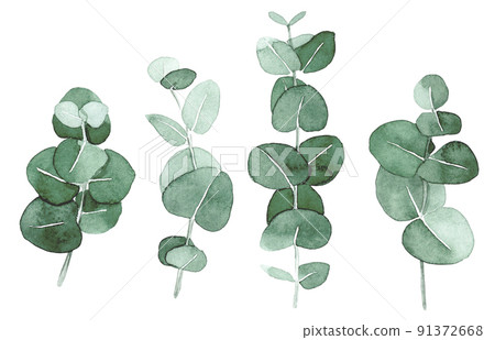 watercolor drawing. set with eucalyptus leaves. elegant drawing in vintage style. eucalyptus leaves and branches 91372668