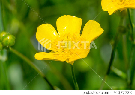 Pretty Caltha palustris (Marsh Marigold) flower. Pretty Caltha palustris (Marsh Marigold) flower. 91372728
