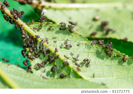 A lots of aphids on green cherry leaves. 91372775