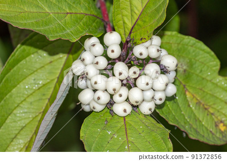 White indigoberry, randia aculeata in the garden. 91372856