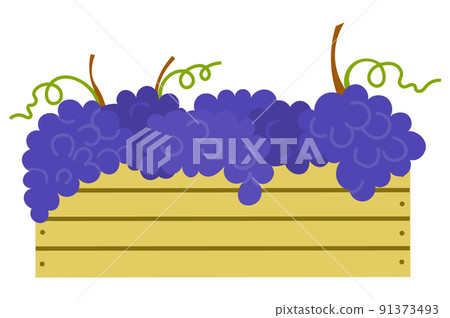 Wooden Container with Ripe Purple Grapes Isolated 91373493