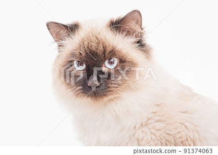 Beautiful Siberian fluffy cat on a white background. The young cat is purebred. Beautiful Siberian fluffy cat on a white background. The young cat is purebred. 91374063