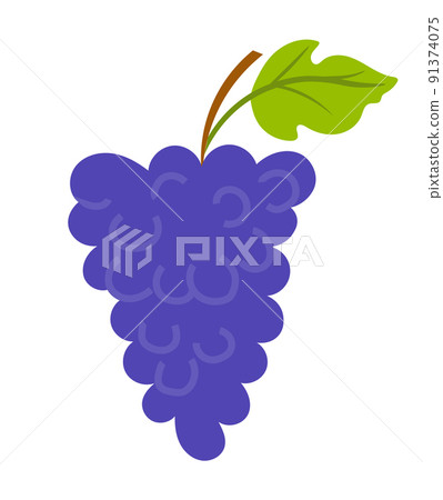 Grapes with Leaf and Wooden Stick, Vineyard Vector 91374075