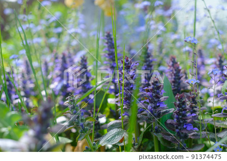beautiful colorful meadow of wild flowers. Close up view 91374475