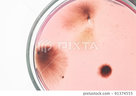 Macro image of light pink microorganism growing in petri dish against white background 91374555