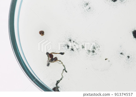 Extreme close-up of petri dish with floating microelements of different shapes and sizes 91374557