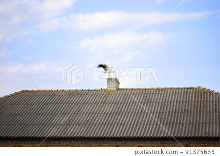 European white stork. The stork stands on the roof of the house in Ukraine. Colorful wild birds. Ukrainian village. Blue sky background. Summer. 91375633
