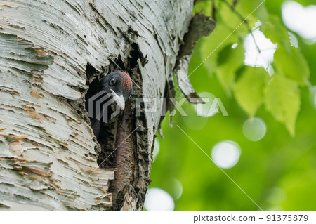 Black woodpecker chicks that come out of their burrows and call their parents Black woodpecker chicks that come out of their burrows and call their parents 91375879