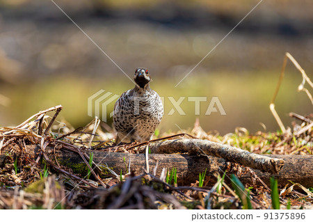 Hazel grouse standing on a fallen tree in the early spring forest Hazel grouse standing on a fallen tree in the early spring forest 91375896