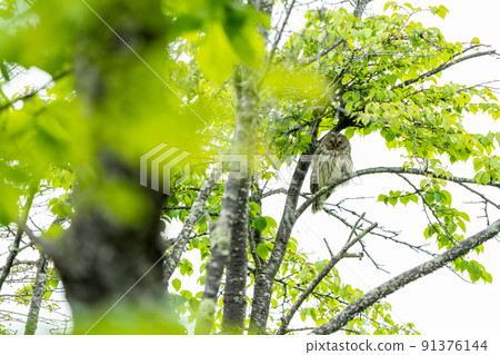 森林鼠尾草 Ezo Owl 在小雨中棲息在樹上 91376144