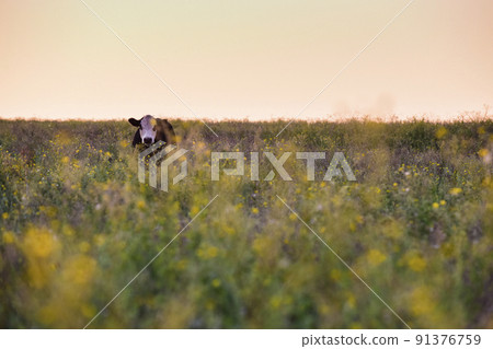 Steers and heifers raised with natural grass, Argentine meat production 91376759