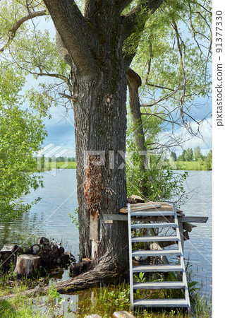 Wasp nest on tree in forest Fresh honey in comb, Honeycomb and bee on tree. 91377330