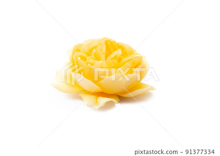 big yellow rose flowers isolated on white 91377334