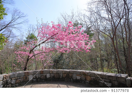 Cherry blossoms sunlight 91377978