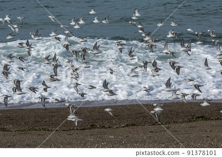 Sanderling, flock in flight, Peninsula Valdes, Patagonia Sanderling, flock in flight, Peninsula Valdes, Patagonia 91378101