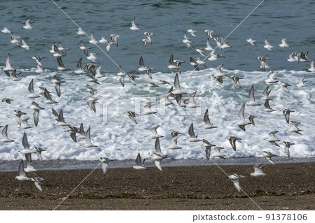Sanderling, flock in flight, Peninsula Valdes, Patagonia Sanderling, flock in flight, Peninsula Valdes, Patagonia 91378106