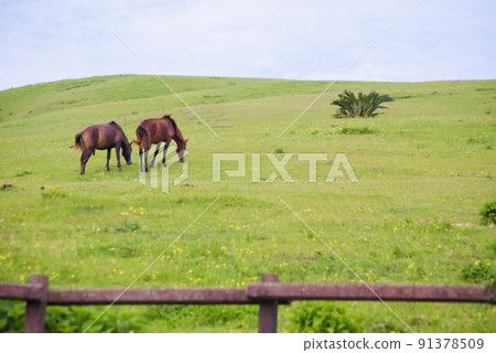Cape Toii Horse Cape Toii Horse 91378509