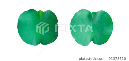 Isolated water lily leaves with clipping path on white background 91378510