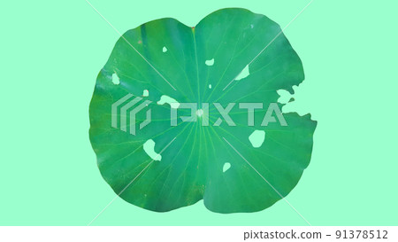 Isolated insects bitten water lily leaves with clipping path on green background Isolated insects bitten water lily leaves with clipping path on green background 91378512