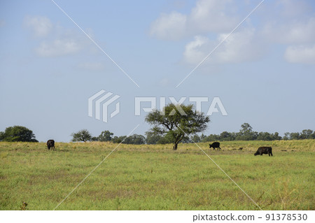 Steers and heifers raised with natural grass, Argentine meat production 91378530