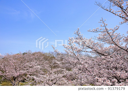 Cherry Blossoms Yoshino cherry tree 91379179